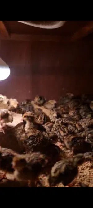 البيع سمان إنتاج بحريني