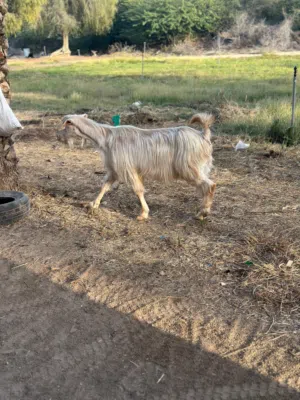 شاه جاموديه بدون قرون للبيع