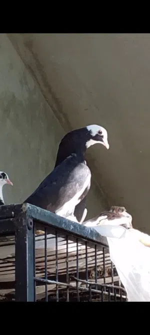 دكر شقلاب هزاز ربي يبارك