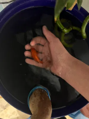 سمك جولد فيش ذهبي مع طفرة سوداء على الزعانف واسفل البطن