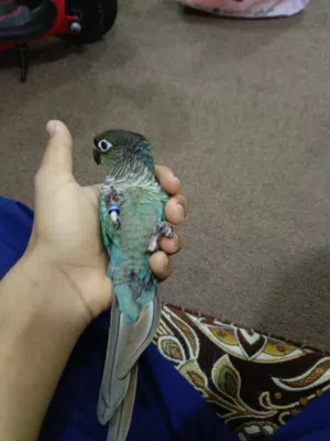 super hand tamed turquoise conure talking parrot