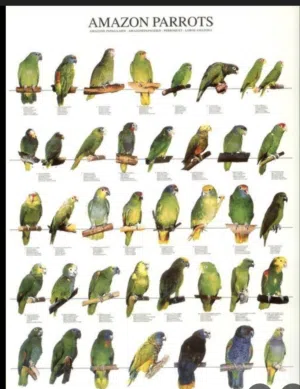 اشتري جميع الطيور