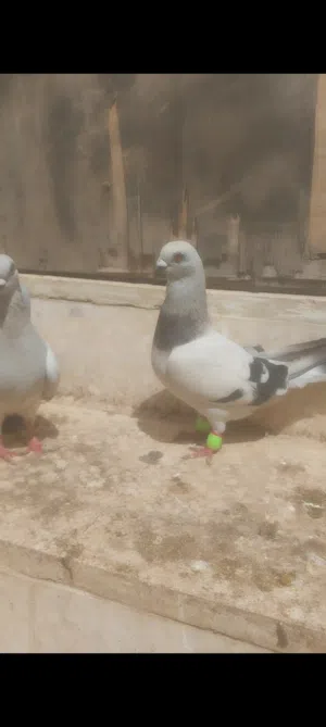 3 جواز جوز بواز وجوزين عمريات للبيع او للبدل عله طيور حمام او جوزين بكستنيات موجودات فجويده........