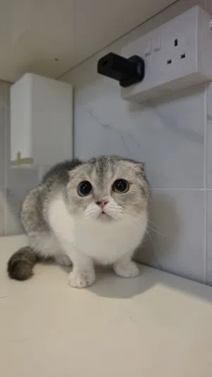 قطط للتبني