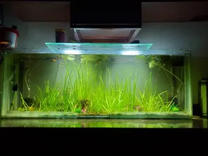 Fish0