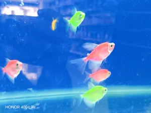 colour full Fish available with good health, it will add value to your Home, looks vibrantلandاbeauن