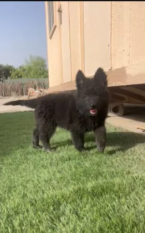 جيرمن شبرد مستويات توب حجم الكبير للبيع او الحجز