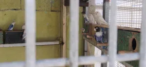 طيور الغندوره
