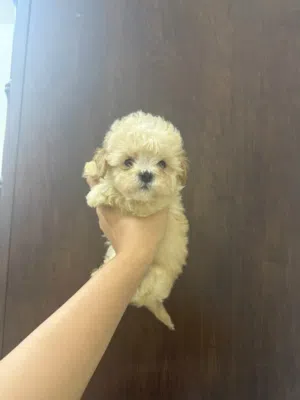 Teacup Maltipoo puppies