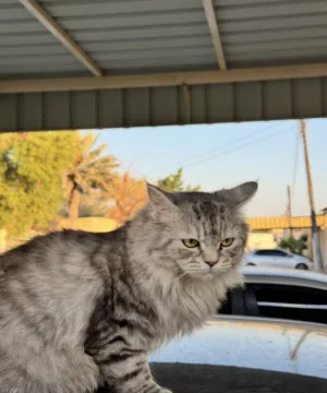 قطة شيرازية رصاصية