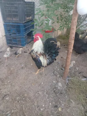 دجاج للبيع
