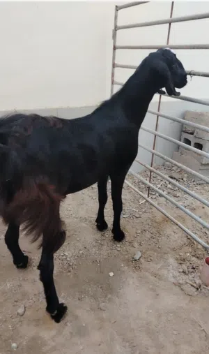 البيع تيس مخصي فل