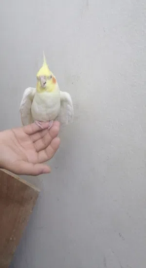 كوكتيل ذكر البينو منتج