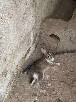 للبيع أرانب عمانيه