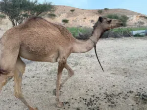 للبيع بكره