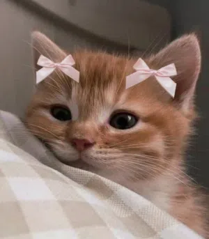 ام مراد