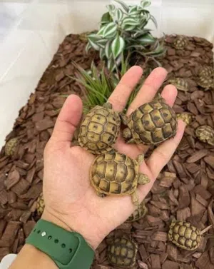 سلاحف برية صغيرة