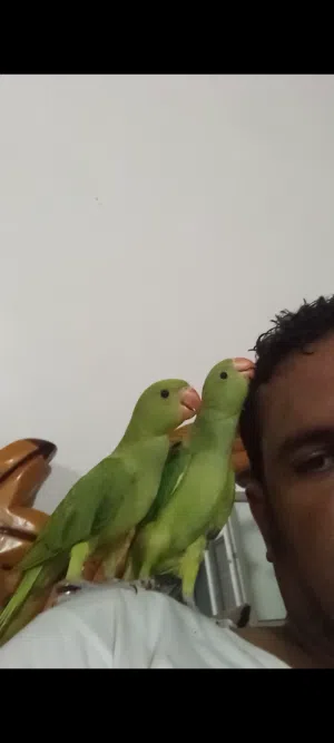 بغبغاء دره هندي اليف