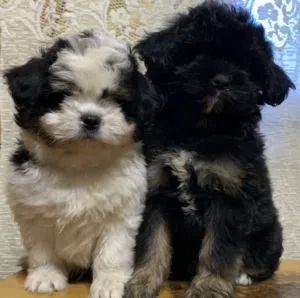 ولد و بنت للبيع