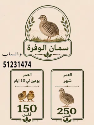 فري غير مطعم