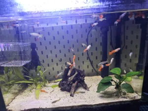 Guppy fishes