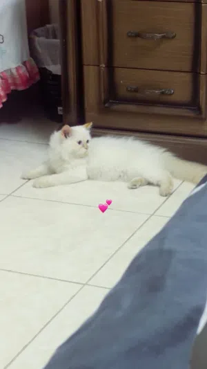 I sale my Cat His name is Max