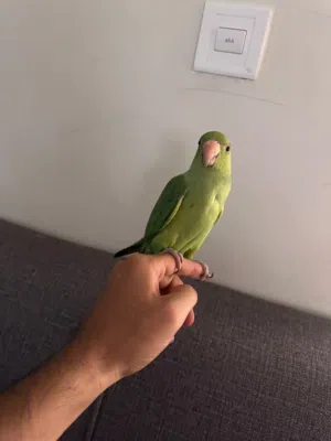 ببغاء درهً