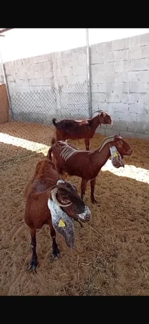 للبيع قبرصيات مميزة من إنتاج فحل عارضي