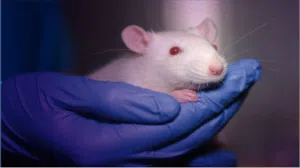 فئران تجارب بيضاء albino rats للتجارب البحثية