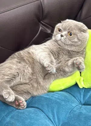 سكوتش فولد ذكر ديل قصير فاون للتزاوج
