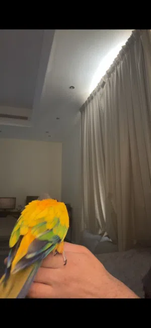 صن كنيور ًًًًًًًًًٍ