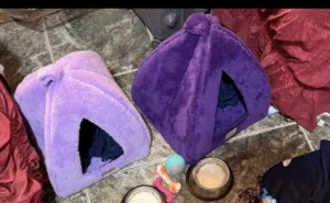 بيت قطط و كلاب