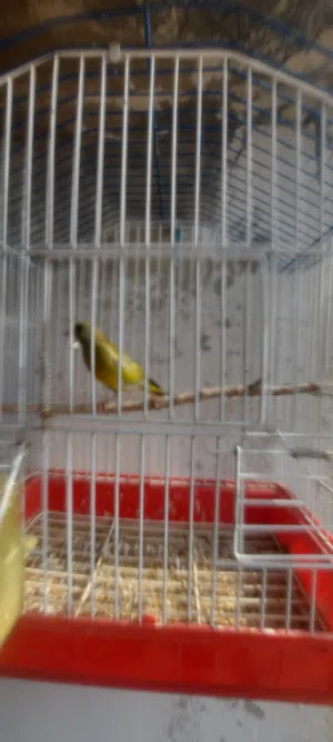متوفر طيور تفحي وطيور خضري
