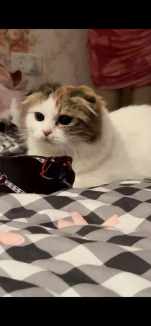 قطة سكوتش مكس تركي