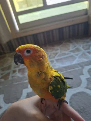 صن كنيور (Sun Conure) أليف جداً - طيران داخلي - عمر صغير