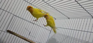 لوف بيرد منتج