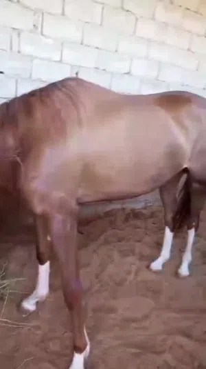فرس شقراء للبيع