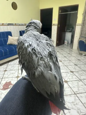 كاسكو نناتف