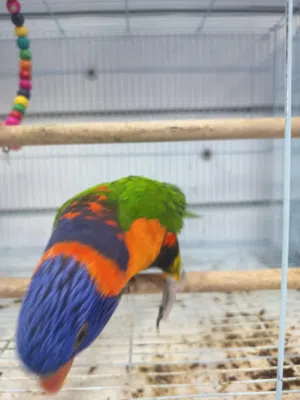 lorikeet birds