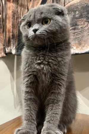 سكوتشي فولد  SCOTTISH FOLD