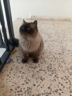 بسا للبيع الزرقاء الجديده