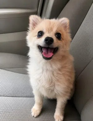 3.5 months old male Chihuahua puppy