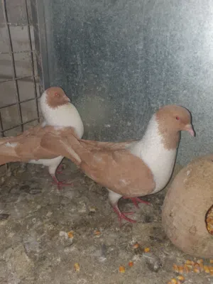 جواز للبيع