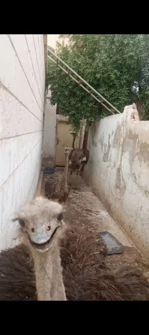 نعام  للبيع