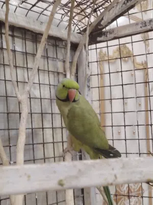 السلام عليكم زوج ببغاء دره للبيع