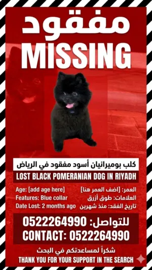 كلب بومرنيان اسود ضايع فيد مدينة الرياض ابوظبي تي كب