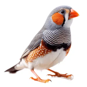 طيور زيبرا فينش طير زيبرا فينش  تفريخ قابل للتفاوض Zebra Finch birds Zebra Finch bird