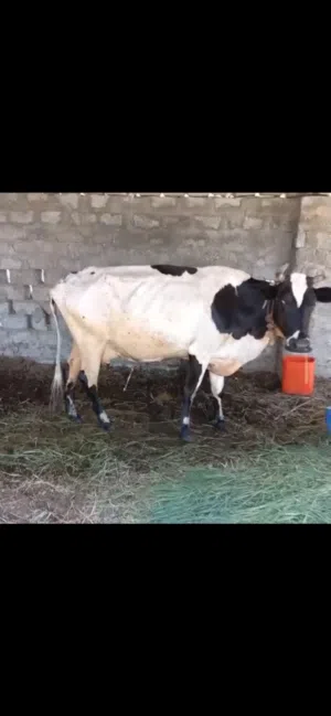 للبيع بقر نمساويات أمورهن طيبه