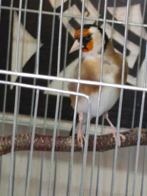 طير حسون ايه من الجمال