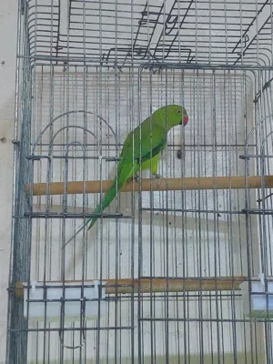 ببغاء دره هندي